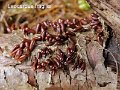 Leocarpus fragilis-amf1157
